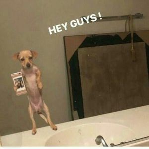 Meet your Posher, Abby